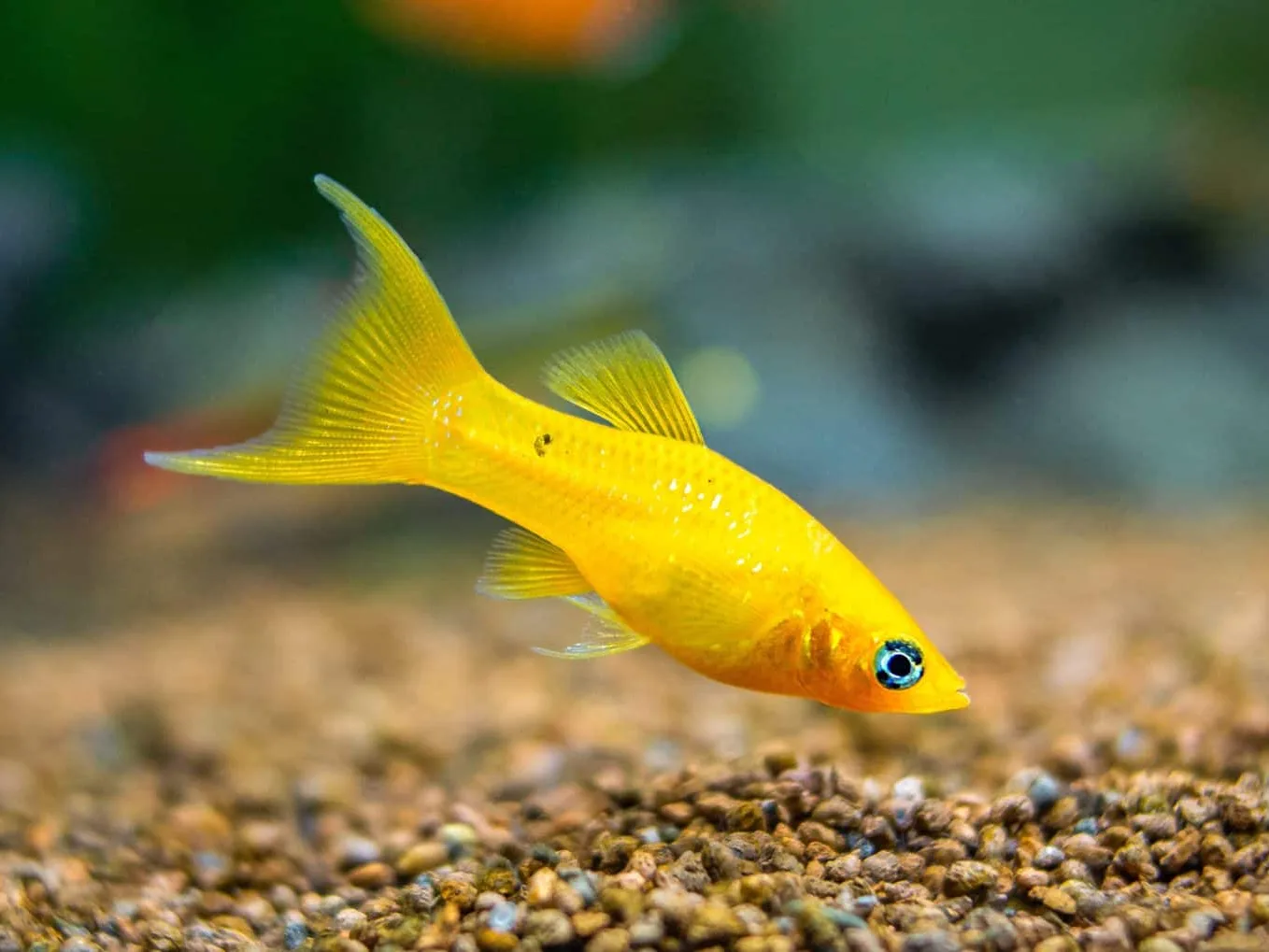 Fish Molly